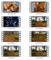 Animals Stock Videos Three V2 MRR Video